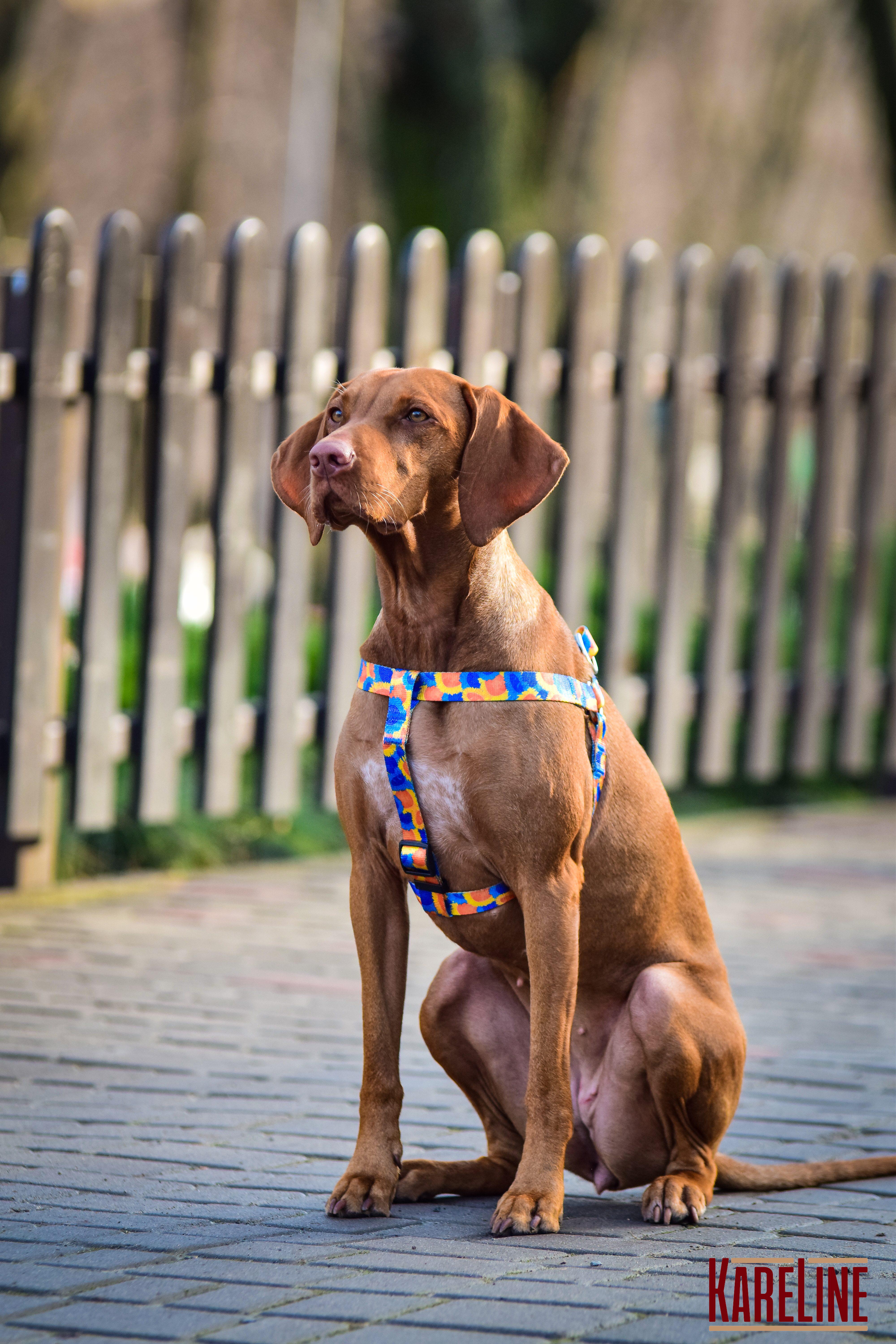 Шлея KareLine SUNFLOWERS з нейлону з візерунком та пластиковою пряжкою 15 мм А 350-480 мм В 400-570 мм (0817/12) - фото 5 Шлея KareLine SUNFLOWERS з нейлону з візерунком та пластиковою пряжкою 15 мм А 350-480 мм В 400-570 мм (0817/12) - фото 5