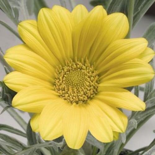 Семена цветов Газания жестковатая Benary Talent Yellow 100 шт. (BN01115-3)