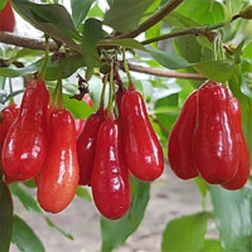 Саджанець кизила Світлячок Сіянець Пізній сорт (2075874981)