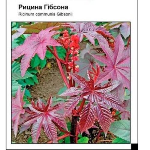 Семена цветов Рицына Гибсона Усадьба 3 шт. (SZ-0975)
