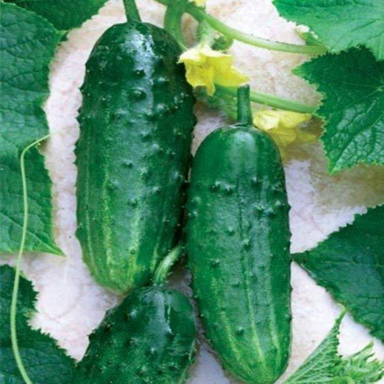 Насіння огірка Фенікс+ F1 10 г (38764)