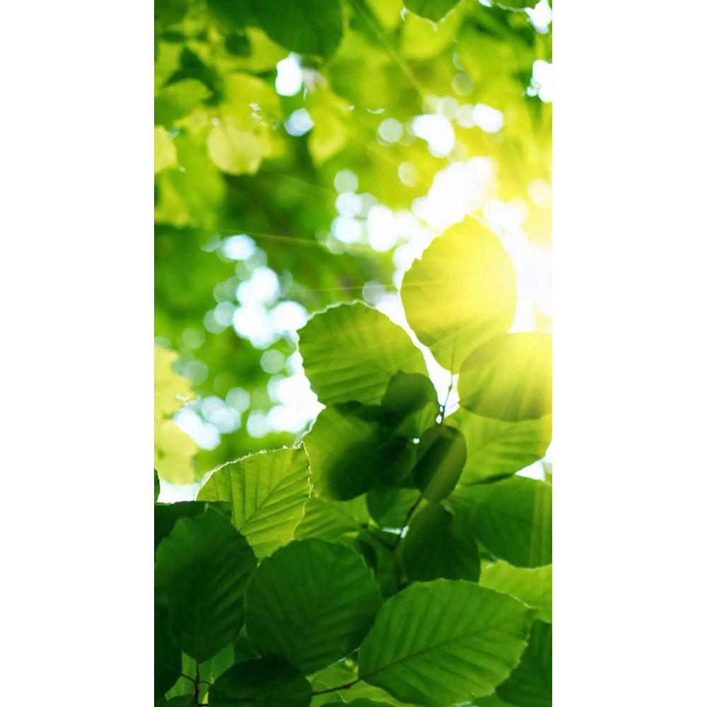 Обогреватель-картина Shine EK-51 Листья 028-1 250 W инфракрасный настенный 106х60 см (1342556178)