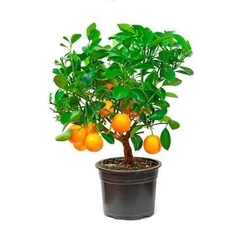 Дерево апельсиновое комнатное Вашингтон Невелл до 10 см (15419367)