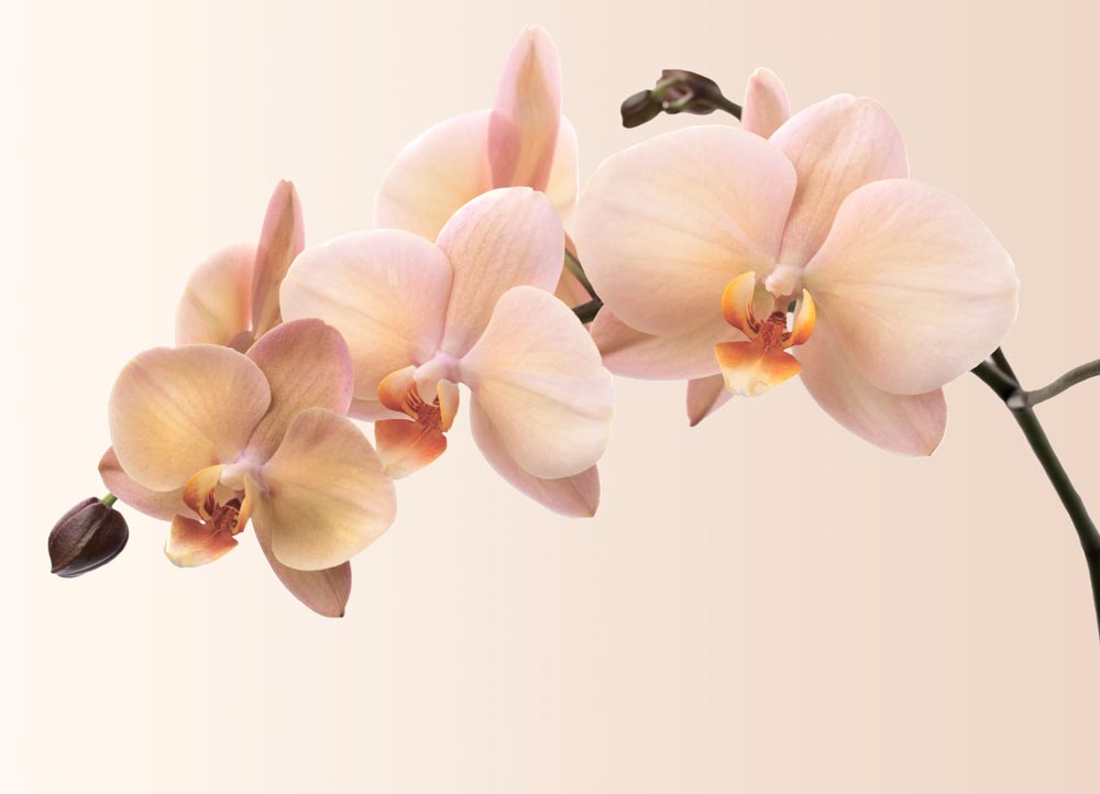 Фотошпалери WS Wallpaper Орхідея 360x260 (31050)