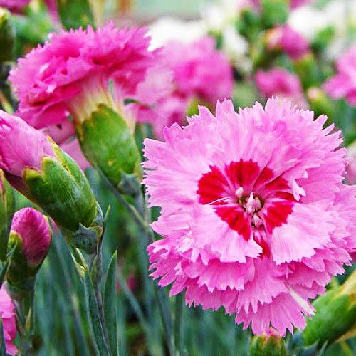 Гвоздика Florium Maggie (3906) - фото 2