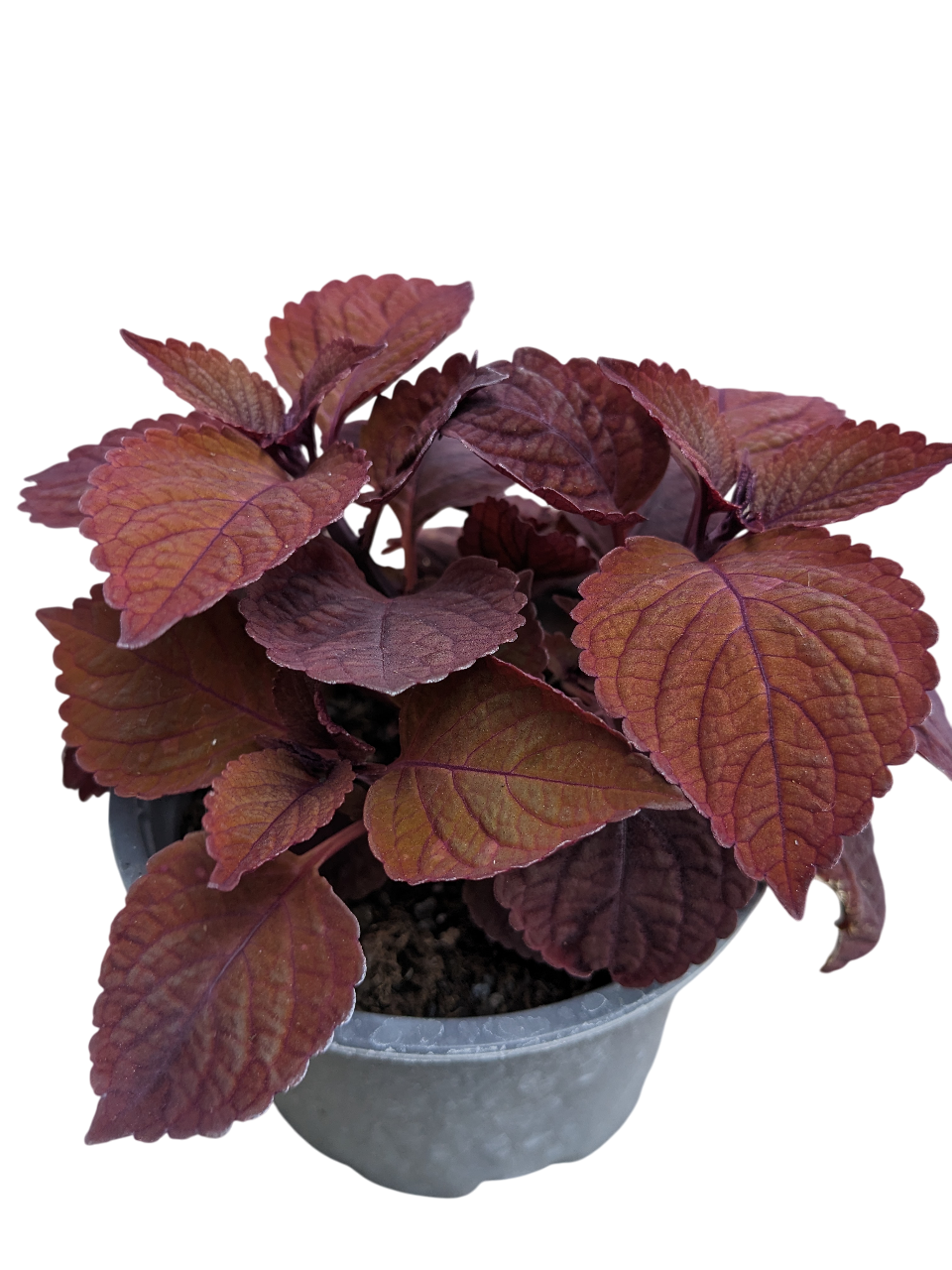 Растение Колеус Bronze Age 11х20 см (27181538)