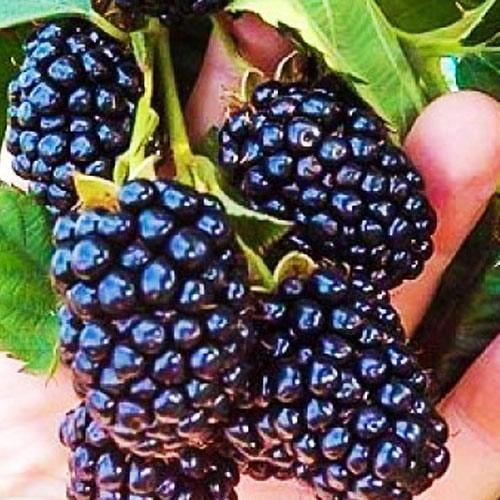 Саджанець Ожина пізньостигла Навахо Navaho (46039)