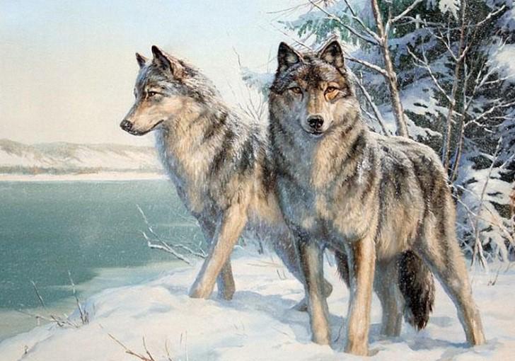 Картина по номерам Josef Otten Животные Волки 40х50 см в термопакете (5590Y_O-mt)