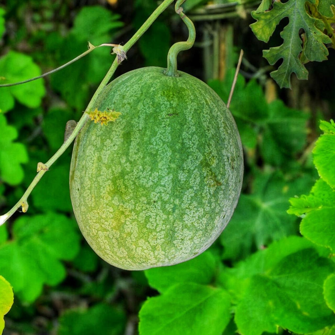 Насіння Мелотрія куляста 5 шт. (2532838501) Насіння Мелотрія куляста 5 шт. (2532838501)