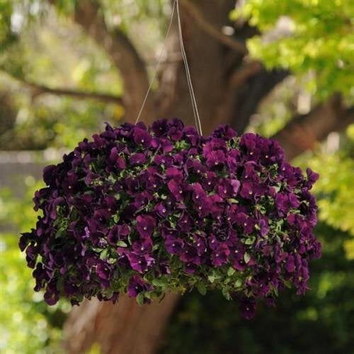 Семена цветов Виола COOL WAVE F1 PURPLE PanAmerican 100 шт. (BN03545-2)