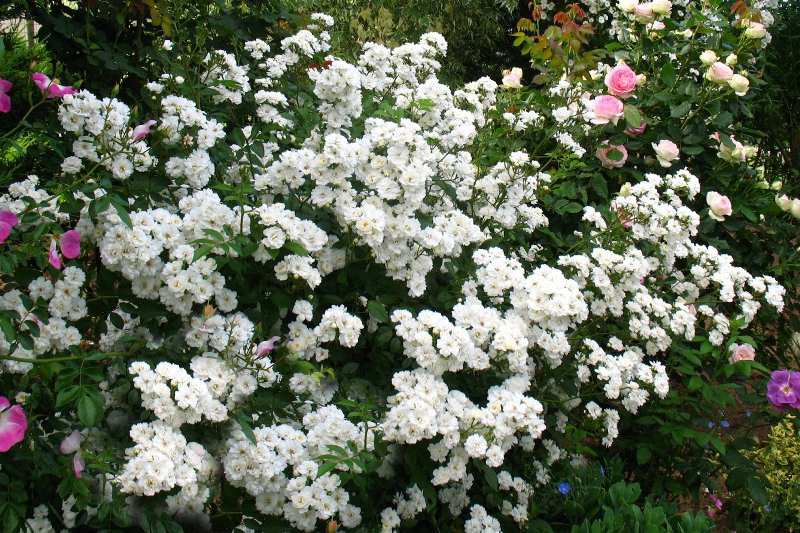 Роза Rosa rugosa Waterloo Шраб (2669455766)