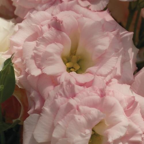 Семена цветов Эустома Лизиантус Mariachi Misty Pink Sakata 250 шт. (BN06653-2)