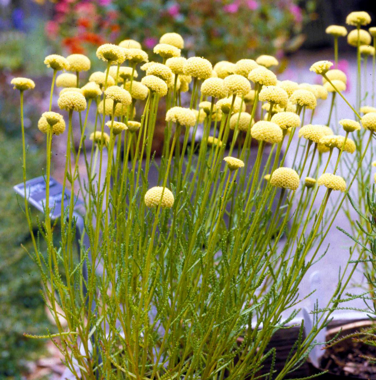 Сантолина розмаринолистная Лемон Физ Santolina rosmarinifolia Lemon Fizz 12 шт. (38295636)