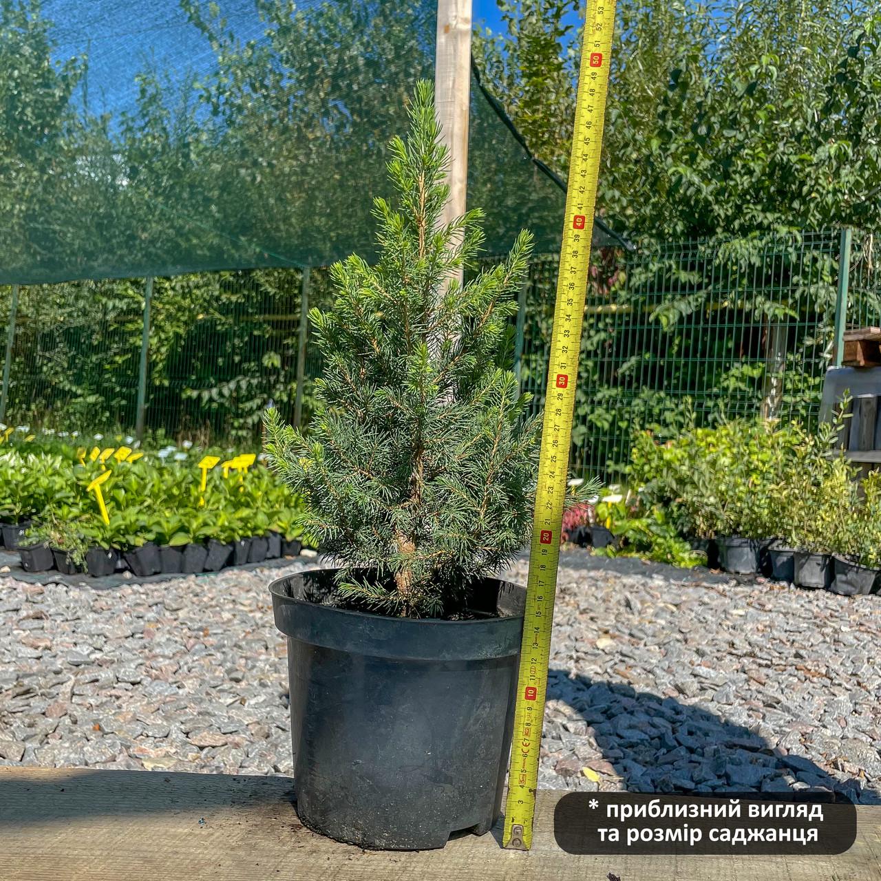 Саджанець ялини канадської Picea glauca Conica 3-х річна С3 (1299956693) - фото 2