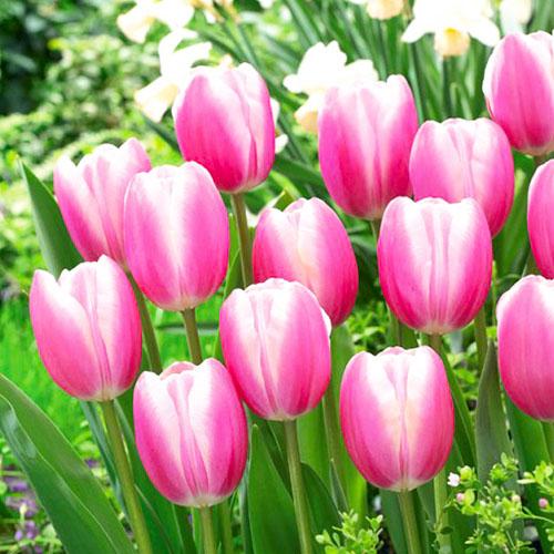 Тюльпан Florium Jumbo Beauty (9764) - фото 2