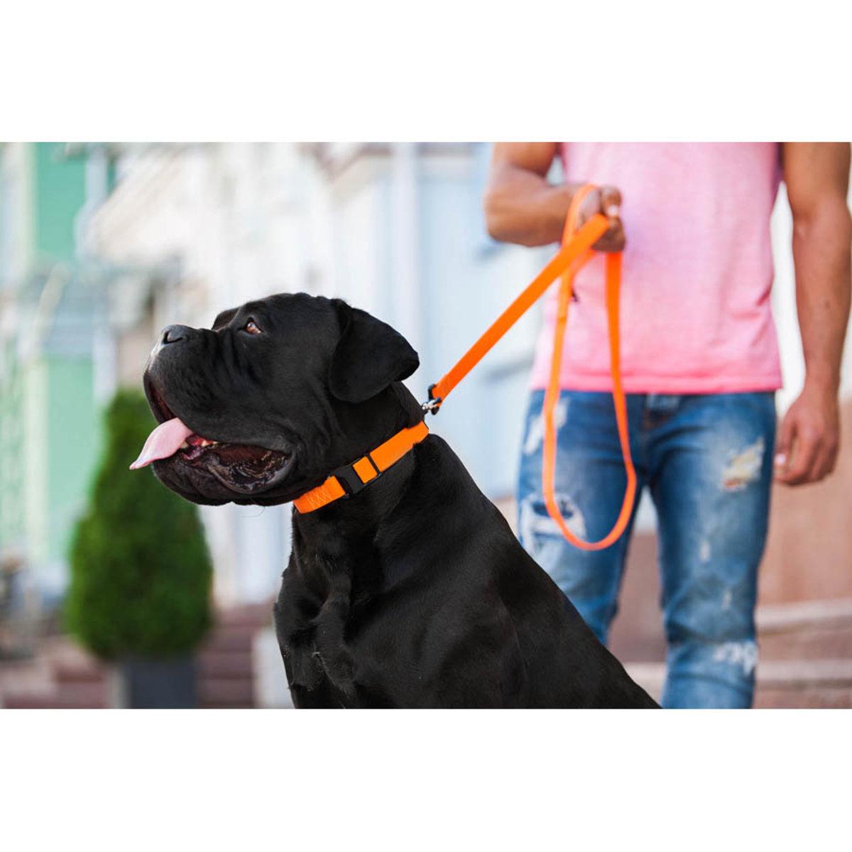 Поводок Evolutor 25 мм х 210 см Оранжевый (42124 Col) - фото 10 Поводок Evolutor 25 мм х 210 см Оранжевый (42124 Col) - фото 10