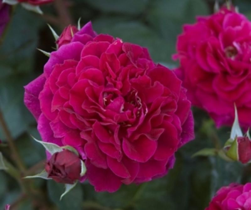 Роза Velet Thе Dark Lady в контейнере (2558773515) - фото 6