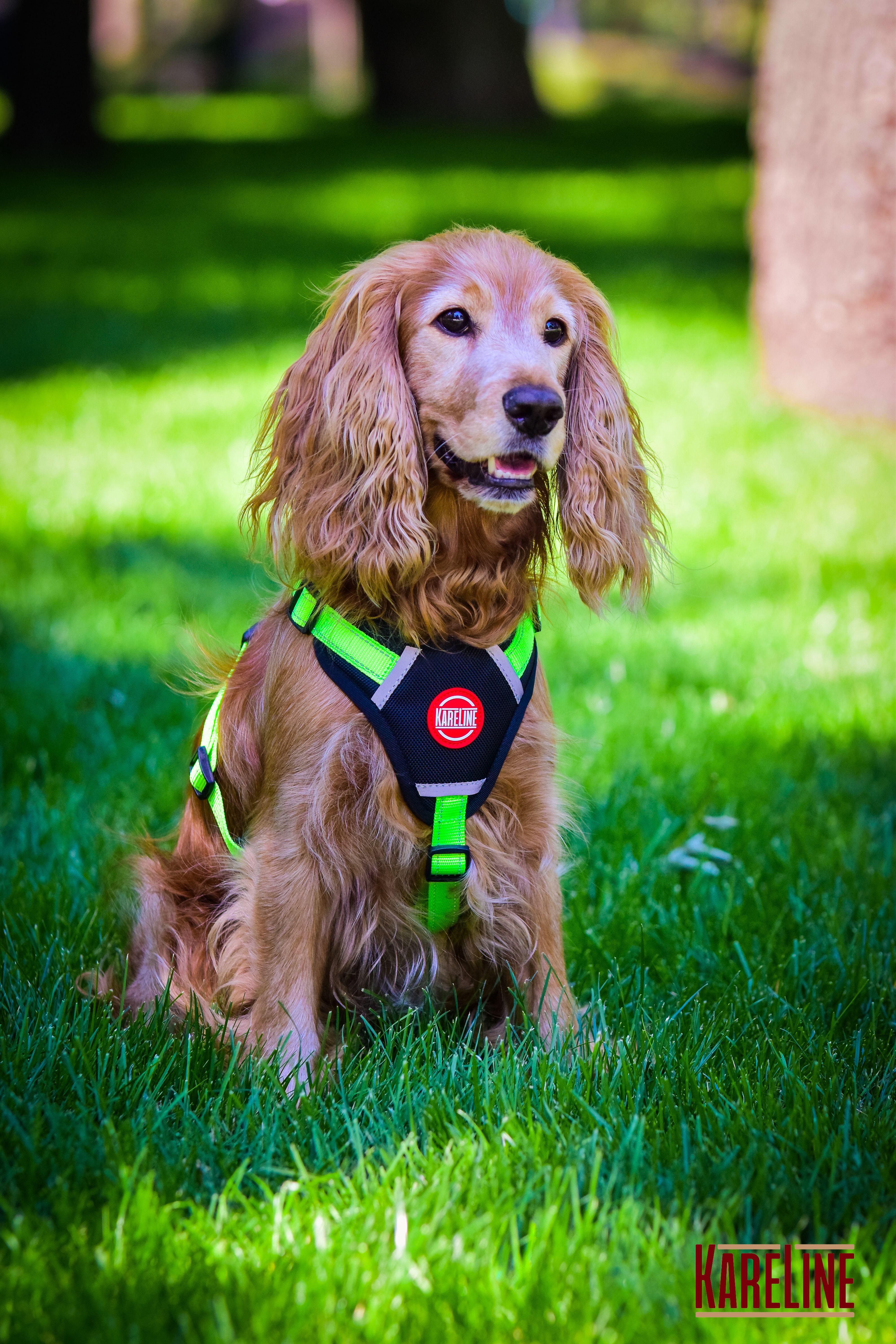 Шлея KareLine из нейлона с пластиковой пряжкой 20 мм А:400-600 мм В:500-630 мм Салатовый (0883/5) - фото 7 Шлея KareLine из нейлона с пластиковой пряжкой 20 мм А:400-600 мм В:500-630 мм Салатовый (0883/5) - фото 7