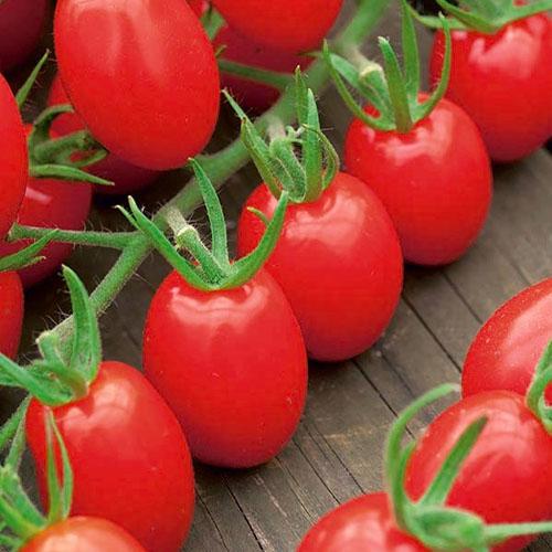 Семена Томат Florium черрі Тутті-Фрутті F1 (15863)