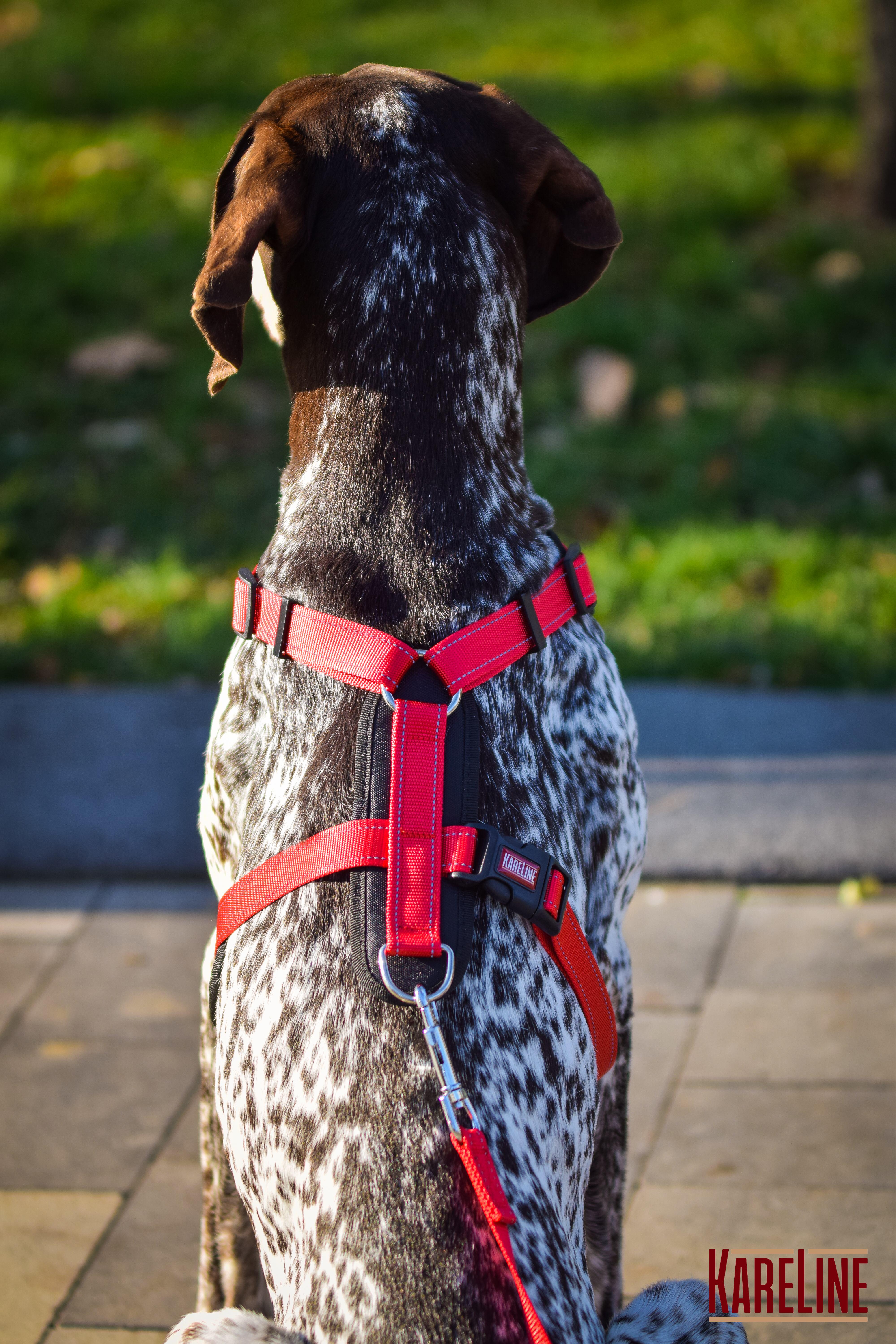 Шлея KareLine з нейлону з пластиковою пряжкою 20 мм А:400-600 мм В:500-630 мм Червоний (0883/6) - фото 4 Шлея KareLine з нейлону з пластиковою пряжкою 20 мм А:400-600 мм В:500-630 мм Червоний (0883/6) - фото 4