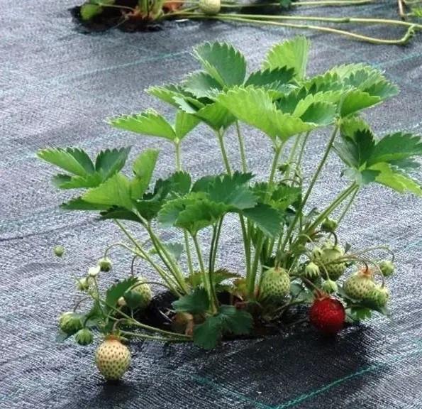 Агротканина проти бур'янів Shadow поліпропіленова 100 г/м² 3,4х5 м Чорний (iz16433) - фото 4