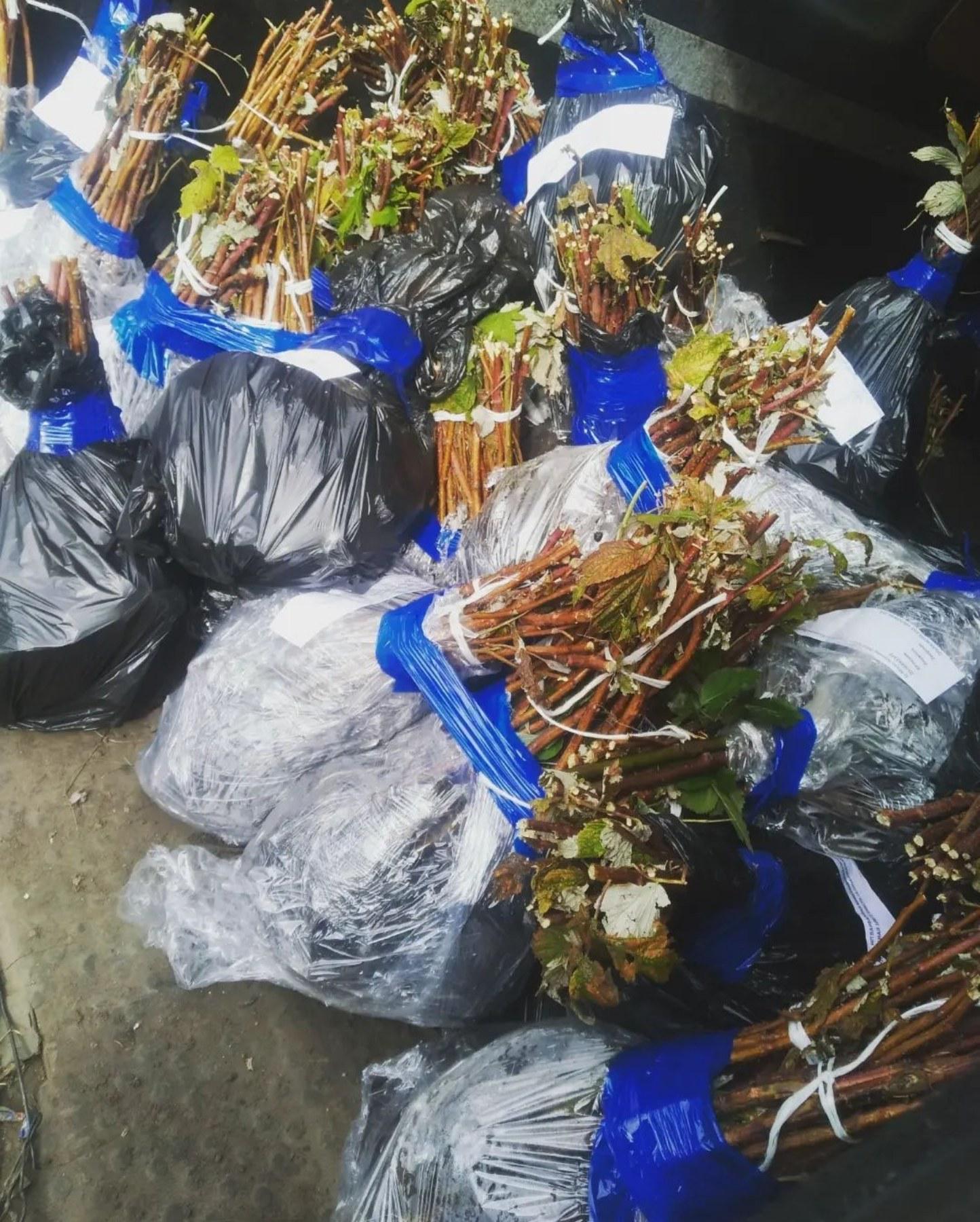 Саджанці малини 50 шт. (8632) - фото 4 Саджанці малини 50 шт. (8632) - фото 4