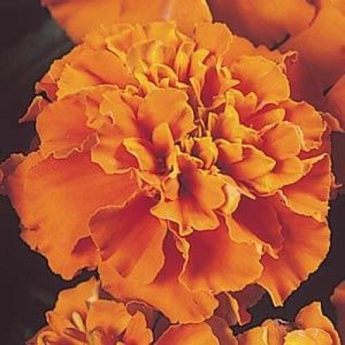 Семена цветов PanAmerican Чернобыцы отклонены JANIE Deep Orange 1000 шт. (BN02613)