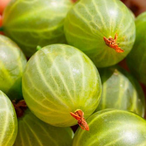 Сажанец Крыжовник Жемчужинка средний срок созревания (177569) Сажанец Крыжовник Жемчужинка средний срок созревания (177569)