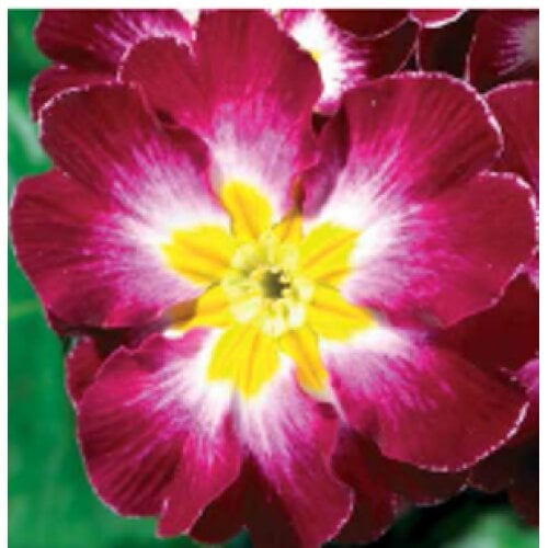 Семена цветов Примула бесстебельная MF Purple/Lilac Flame (BN05973-3)