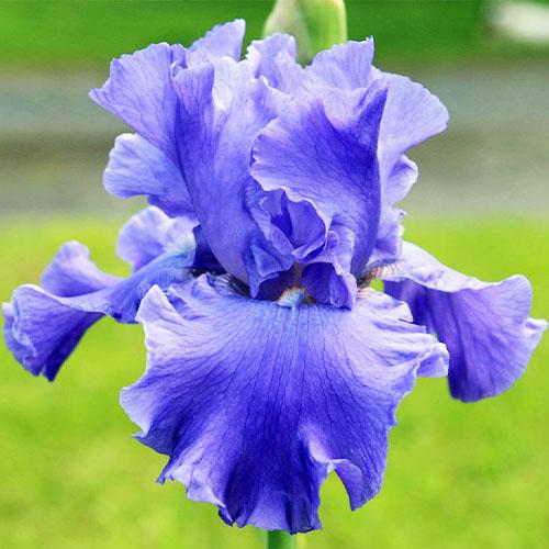 Ирис Yaquina Blue Florium
