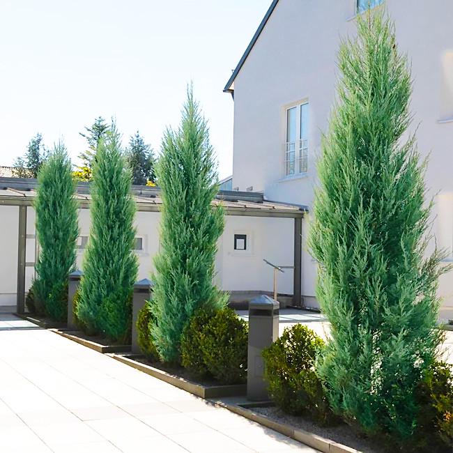 Саджанець ялівцю скельного Juniperus scopulorum Skyrocket Р9 (645167742) - фото 3 Саджанець ялівцю скельного Juniperus scopulorum Skyrocket Р9 (645167742) - фото 3