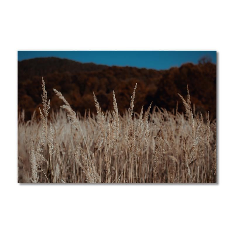 Картина модульная Вечерние бежевые травы 1 модуль 40х60 см