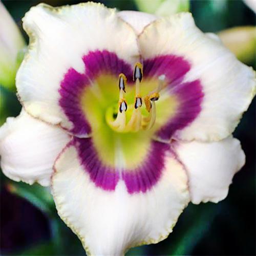 Лилейник Florium Blueberry Candy (10544)