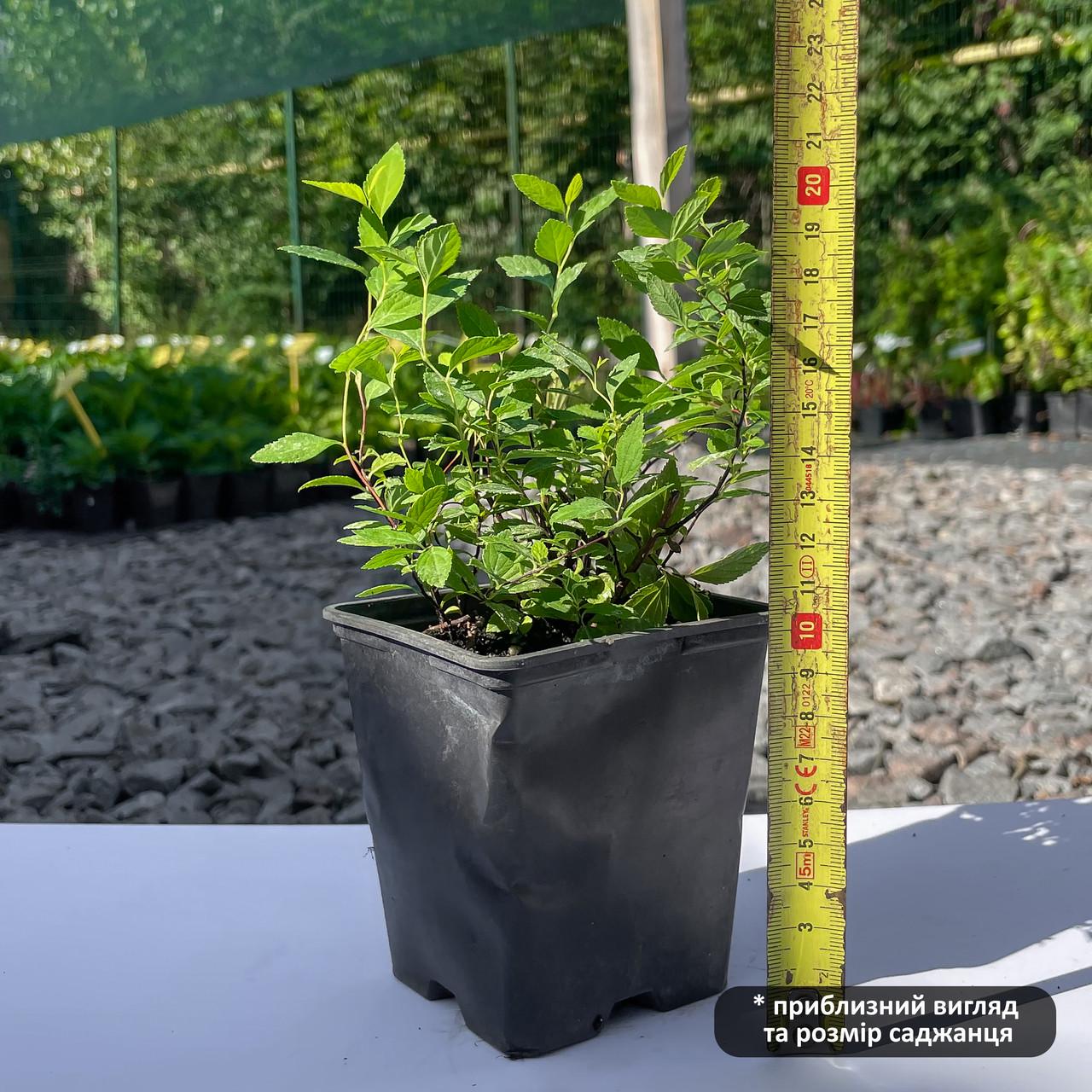 Саджанець спіреї японської Spiraea japonica Albiflora Р9 (769032783) - фото 3 Саджанець спіреї японської Spiraea japonica Albiflora Р9 (769032783) - фото 3