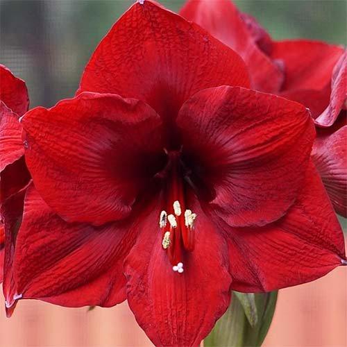 Амариллис Florium Mandela (11153)