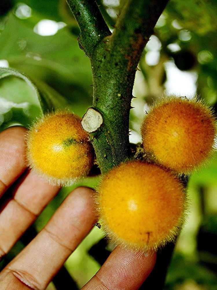 Семена Паслин индийский Теронг Була Solanum ferox 5 шт. (2178715860) - фото 3