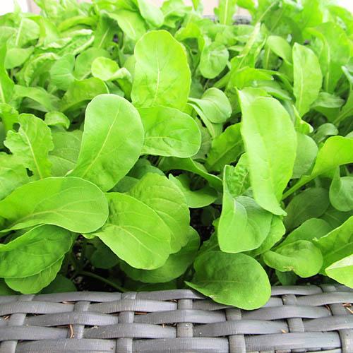 Семена Руккола Пасьянс F1 (16953)