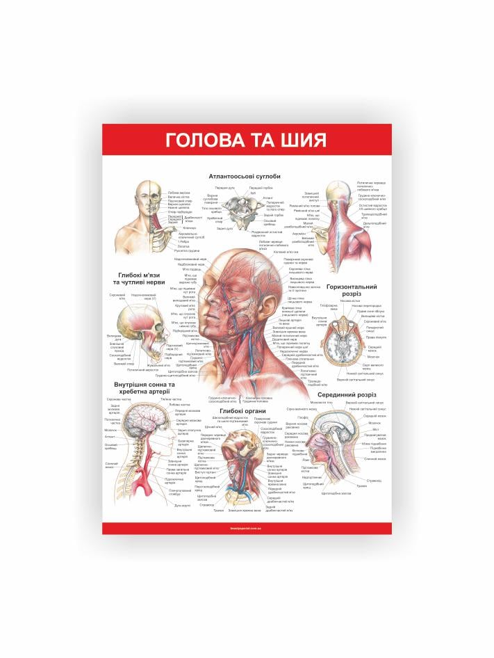 Плакат Vivay "Голова и шея" 60х40 см (25788993)