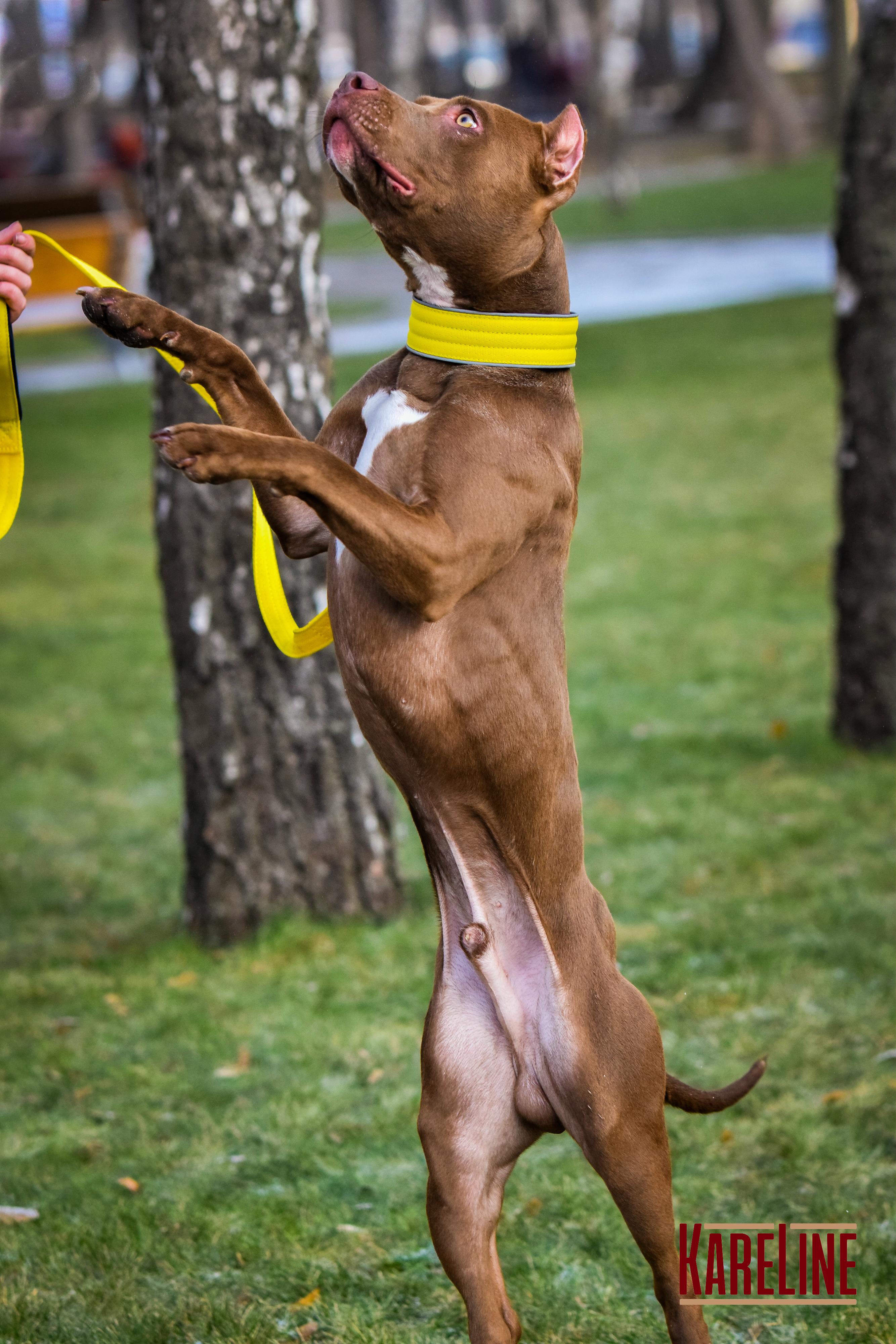 Ошейник KareLine усиленный нейлоновый со светоотражающим кантом 40 мм 300-380 мм Желтый (0952/8) - фото 4 Ошейник KareLine усиленный нейлоновый со светоотражающим кантом 40 мм 300-380 мм Желтый (0952/8) - фото 4