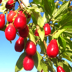 Саджанець Кизилу Семен пізній (18296671)