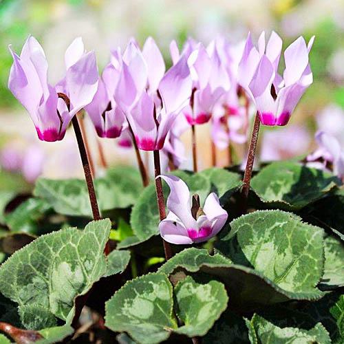 Цикламен Florium Cilicium (7403)