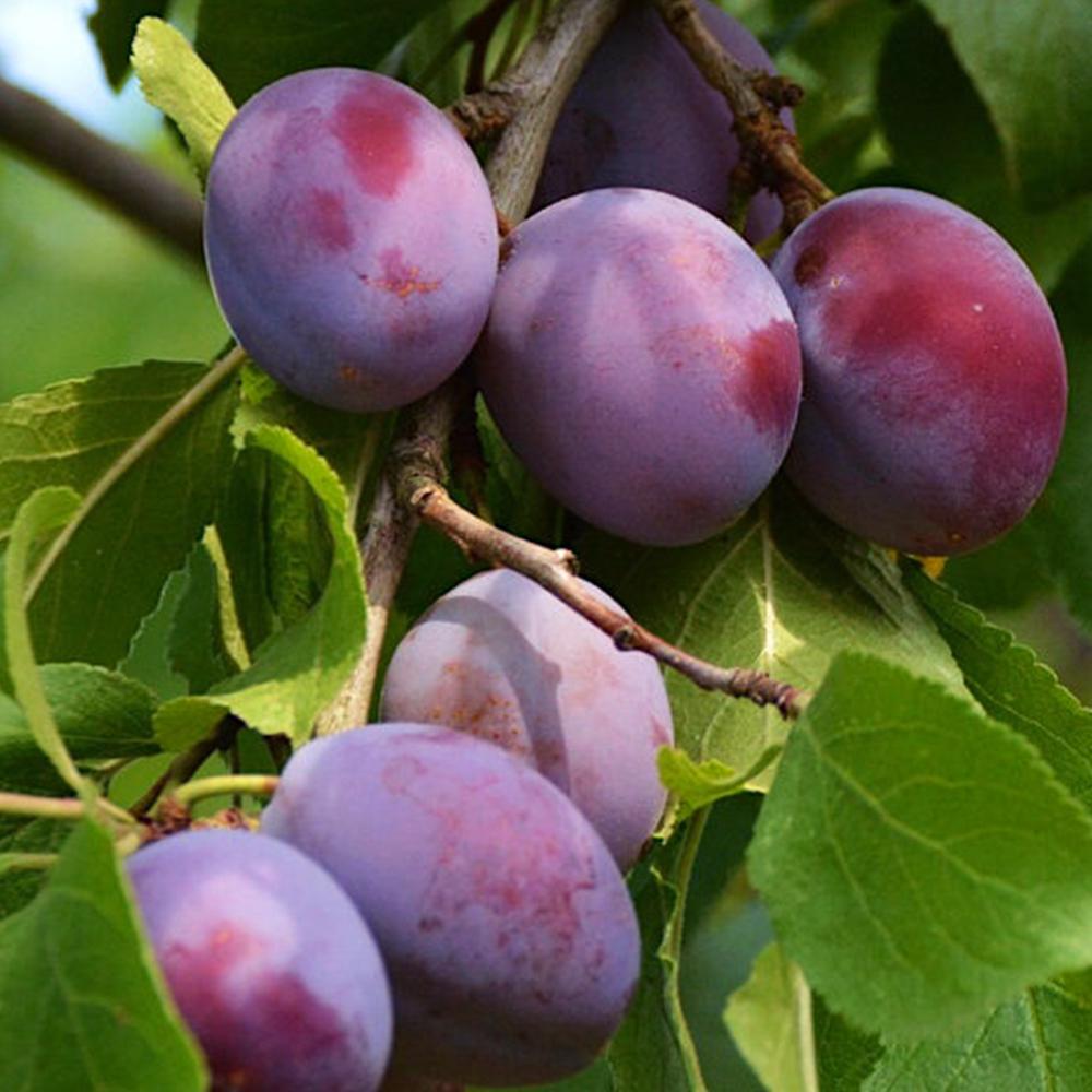 Саженец сливы Вижен 2 летний (14965901)