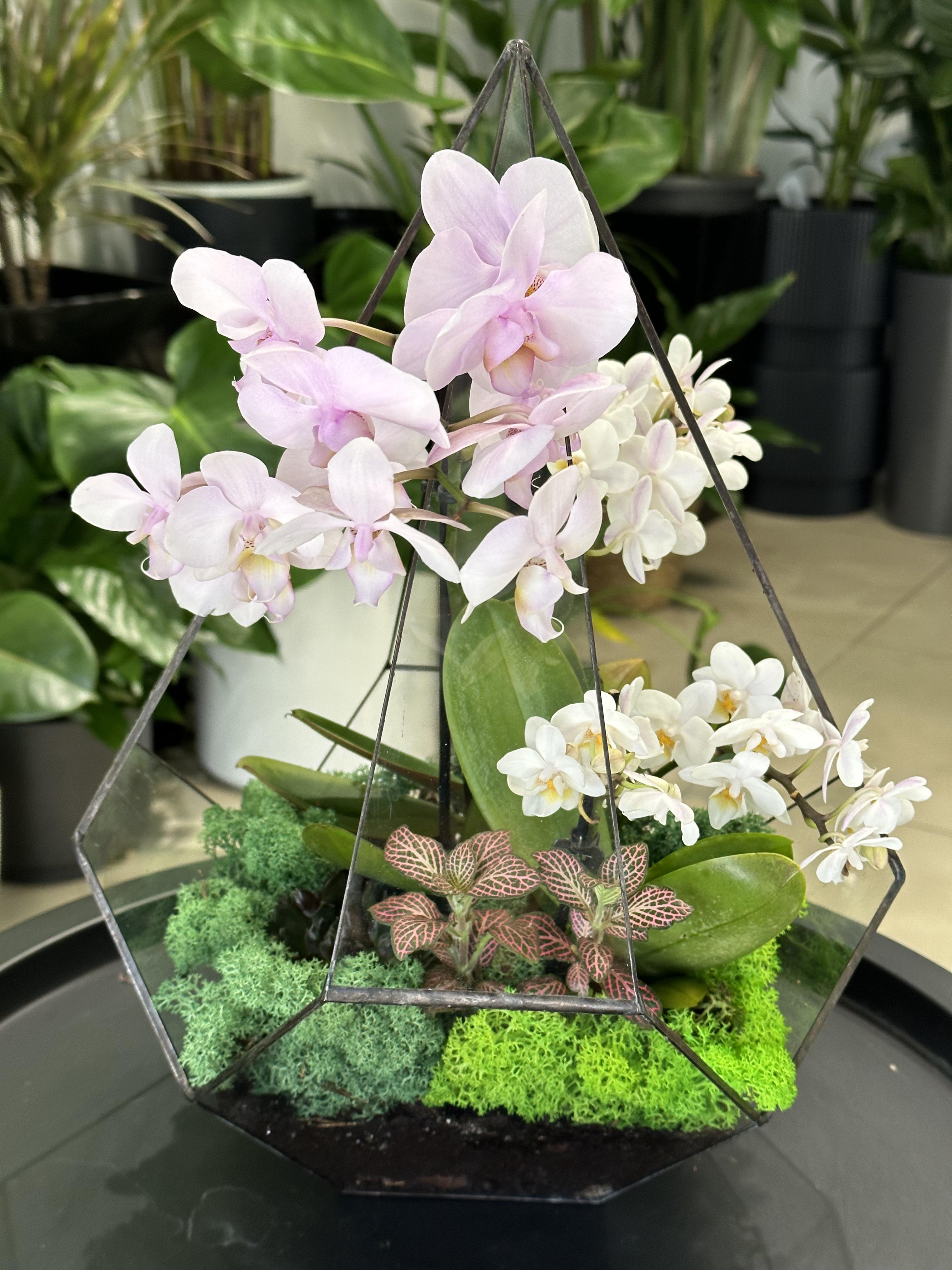 Флораріум з орхідеї-мікс Plants room (20227889)