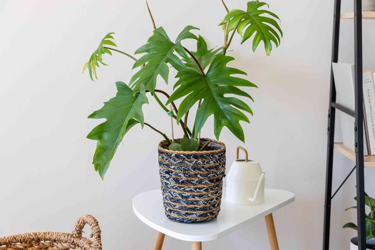 Филодендрон Майо 12/30 см (2698842028) - фото 3 Филодендрон Майо 12/30 см (2698842028) - фото 3