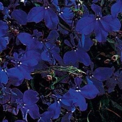 Семена цветов Лобелия ампельная REGATTA MIDNIGHT BLUE PanAmerican 10 шт. (BN01450-4)