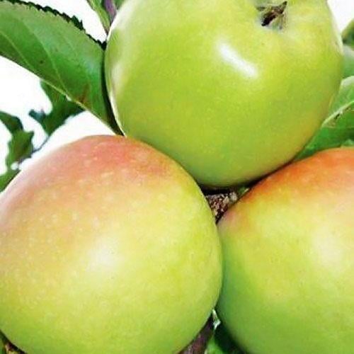 Сажанец Яблоня Ренет Кубанский зимний сорт поздний срок созревания (35437)