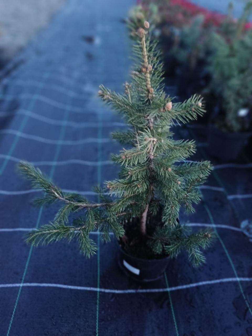 Ялинка блакитна колюча Glauca в горщику (25089139)