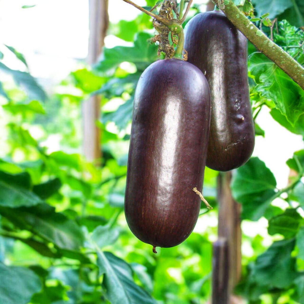 Насіння Сікана запашна Шоколад Sicana odorifera 5 шт. (2531802084)