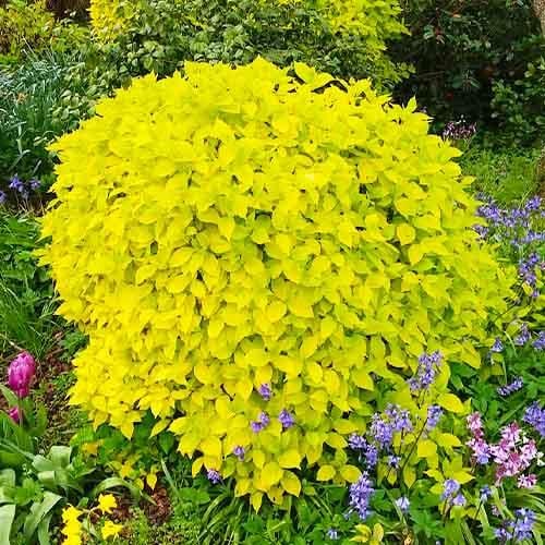 Чубушник Florium Aureus (18073)