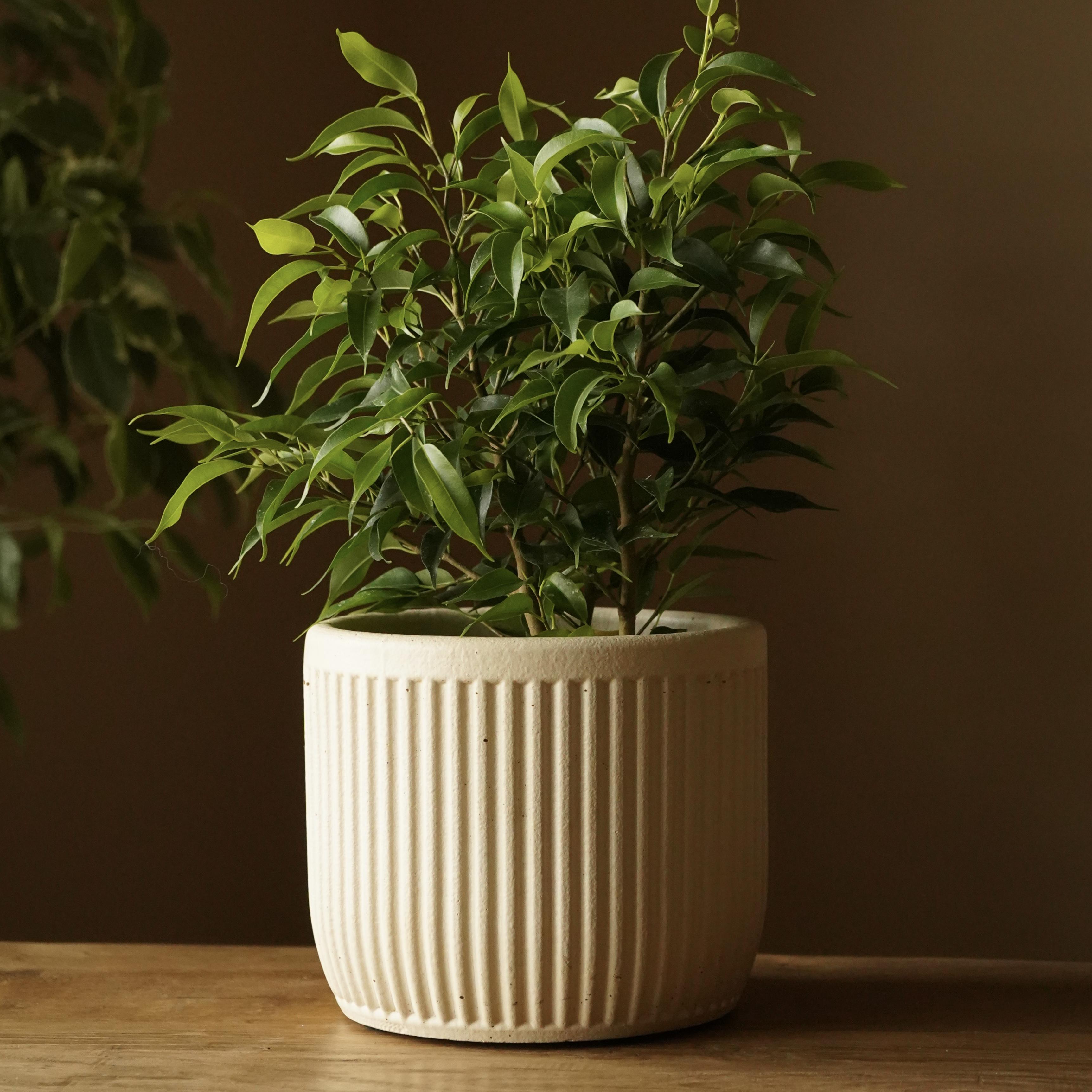 Горщик для кімнатних рослин Jungli Сієна 17,5x15 см Бежевий